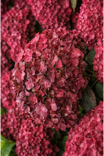 Гортензія широколиста Ребеліон Шоко Лав|Hydrangea macrophylla Rebelion® Choco Love|Гортензия крупнолистная Ребелион Шоко Лав
